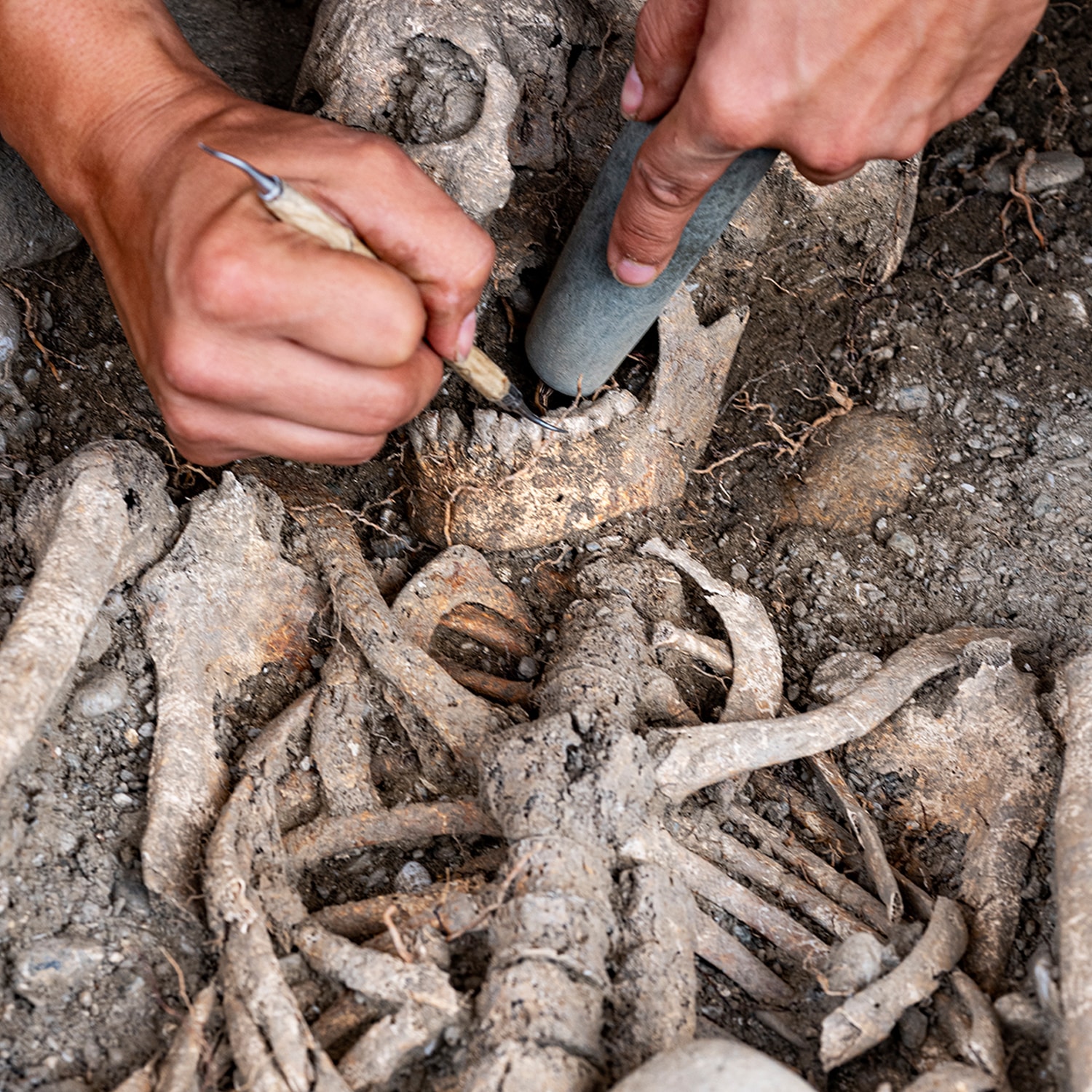 Mains travaillant sur un squelette