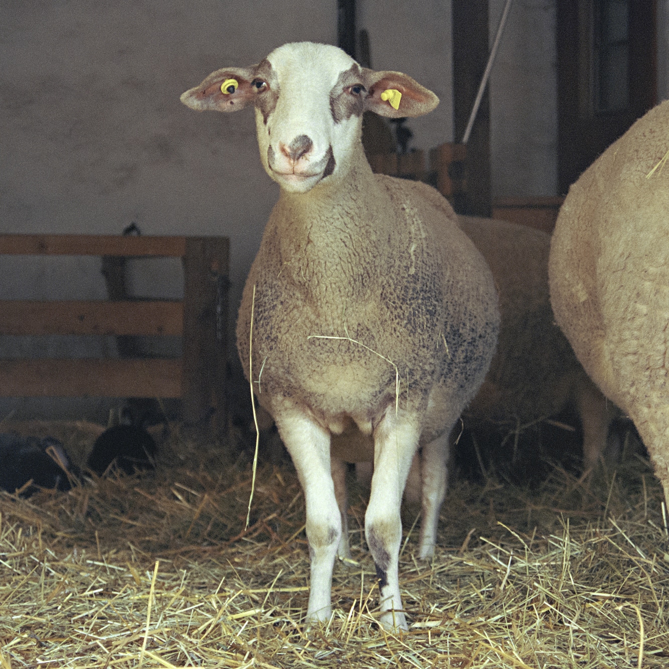 Un mouton vu de face dans la bergerie