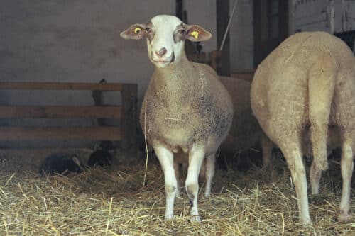 Deux moutons