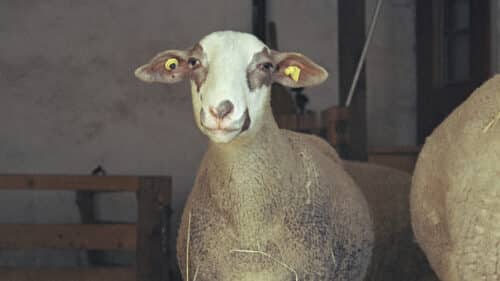 Mouton blanc de face dans la bergerie